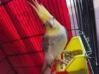 Adopt Eggo a Cockatiel