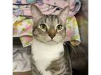 Adopt Earl Grey a Domestic Short Hair