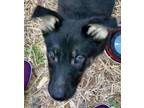 Adopt Oakley a German Shepherd Dog