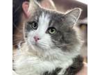 Adopt Casey a Domestic Long Hair