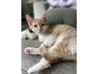 Adopt Jesse a Domestic Short Hair