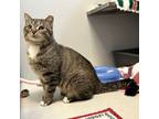 Adopt Toby Keith a Domestic Short Hair