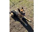 Adopt Sarge a German Shepherd Dog