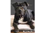 Adopt Basil Hadley a Pit Bull Terrier, Mixed Breed