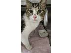 Adopt Cedar a Domestic Short Hair