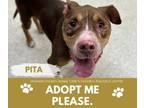 Adopt PITA a Pit Bull Terrier