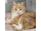 Adopt Ken a Domestic Short Hair