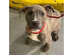 Adopt Tilson 1023 a American Staffordshire Terrier, Pit Bull Terrier