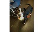 Adopt Mumble a Pit Bull Terrier, Mixed Breed