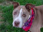 Adopt MICKEY a Pit Bull Terrier, Mixed Breed
