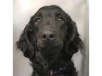 Adopt Po'Boy a Flat-Coated Retriever, Poodle