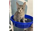 Adopt Reptar a Domestic Short Hair