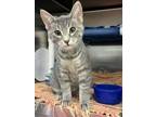 Adopt Chuckie a Domestic Short Hair