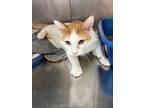 Adopt Creamsicle a Domestic Short Hair