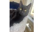 Adopt Knight a Domestic Short Hair