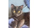 Adopt Jester a Domestic Short Hair