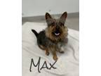 Adopt Max 29928 a Terrier