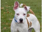 Adopt DYLAN a Pit Bull Terrier, Mixed Breed