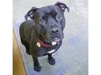 Adopt CABBAGE a Pit Bull Terrier, Boxer