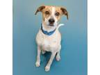 Adopt CARDIGAN a Beagle, Mixed Breed