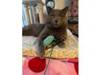 Adopt Smokey a Domestic Short Hair, British Shorthair