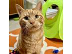 Adopt Stubbs a Domestic Short Hair