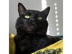 Adopt Pringles a Domestic Short Hair