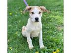 Adopt Comet a Catahoula Leopard Dog, Mixed Breed