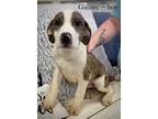 Adopt Galaxy a Catahoula Leopard Dog, Mixed Breed