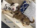 Adopt Cosmo a Catahoula Leopard Dog, Mixed Breed