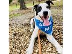Adopt Astro 031415N a Australian Cattle Dog / Blue Heeler