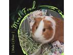 Adopt Fred a Guinea Pig