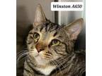 Adopt Winston a Domestic Short Hair