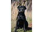 Adopt CLIFF a Labrador Retriever