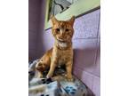 Adopt Cheddar a Domestic Short Hair