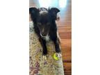 Adopt Taki a Australian Shepherd