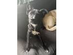 Adopt Espresso a Border Collie, Mixed Breed