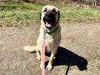 Adopt Julian a Anatolian Shepherd