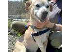 Adopt Duke a Labrador Retriever, Australian Cattle Dog / Blue Heeler