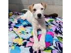 Adopt Yukon a Terrier, Pit Bull Terrier