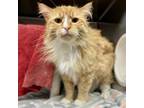 Adopt Aristotle--In Foster a Domestic Long Hair