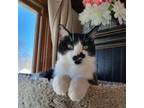 Adopt Bobby--In Foster***ADOPTION PENDING*** a Domestic Medium Hair