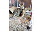 Adopt Kirby a Domestic Short Hair, Tabby