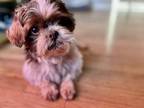 Adopt Shih Tzu - Harvey a Shih Tzu