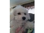 Adopt Bichon- Kale a Bichon Frise