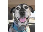 Adopt ROCKY-courtesy post a Plott Hound