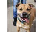 Adopt Honcho a Pit Bull Terrier