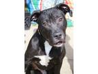 Adopt Oatmeal a Pit Bull Terrier