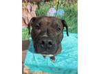 Adopt Jeremy a Pit Bull Terrier