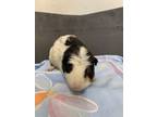 Adopt Sheldon a Guinea Pig